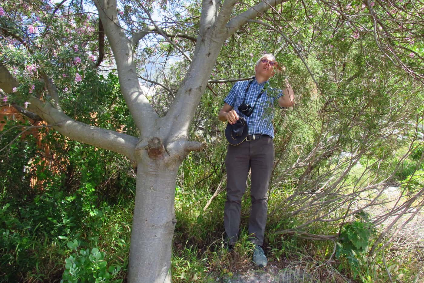 Prof André Drenth explores tree health issues in the Western Cape