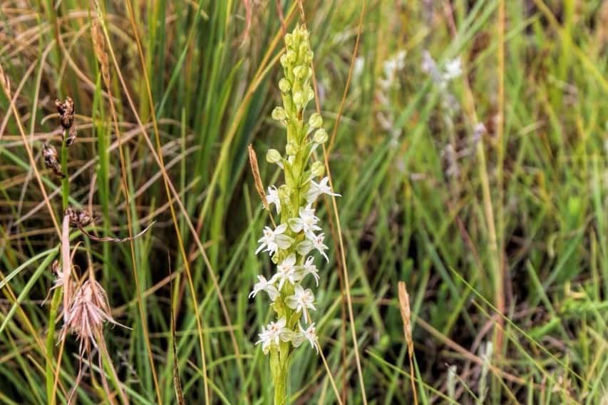 FABIans attend orchids conference