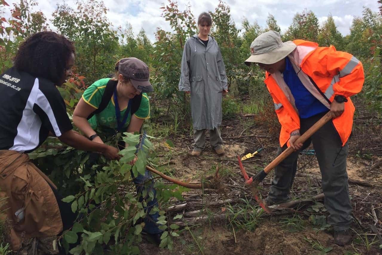 Fieldwork to understand the emerging Ceratocystis threat to Eucalyptus in South Africa