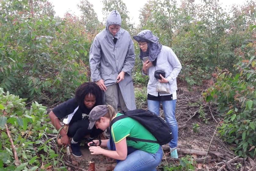 Fieldwork to understand the emerging Ceratocystis threat to Eucalyptus in South Africa