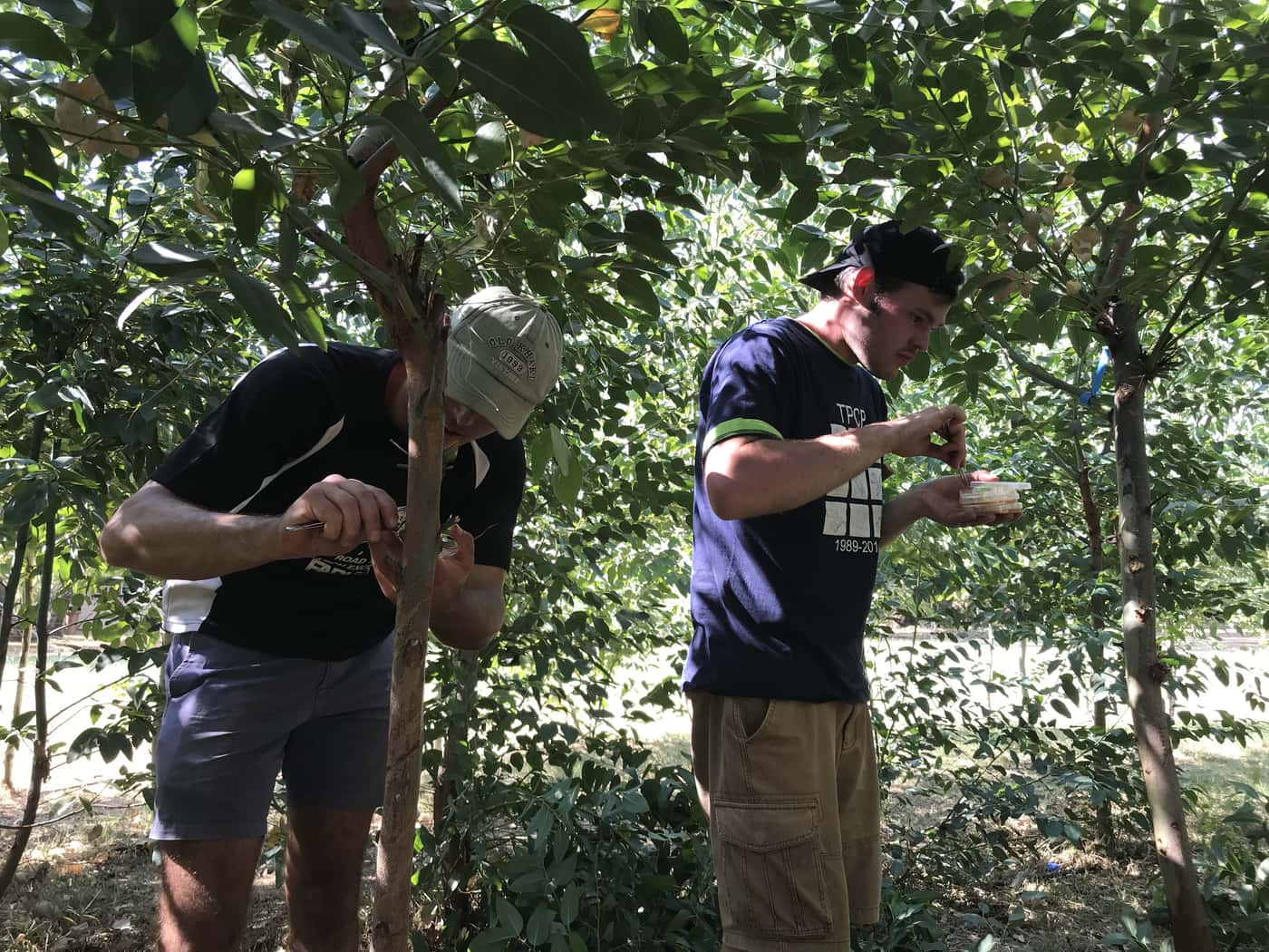 PSHB fungus tested for pathogenicity on commercial forest trees