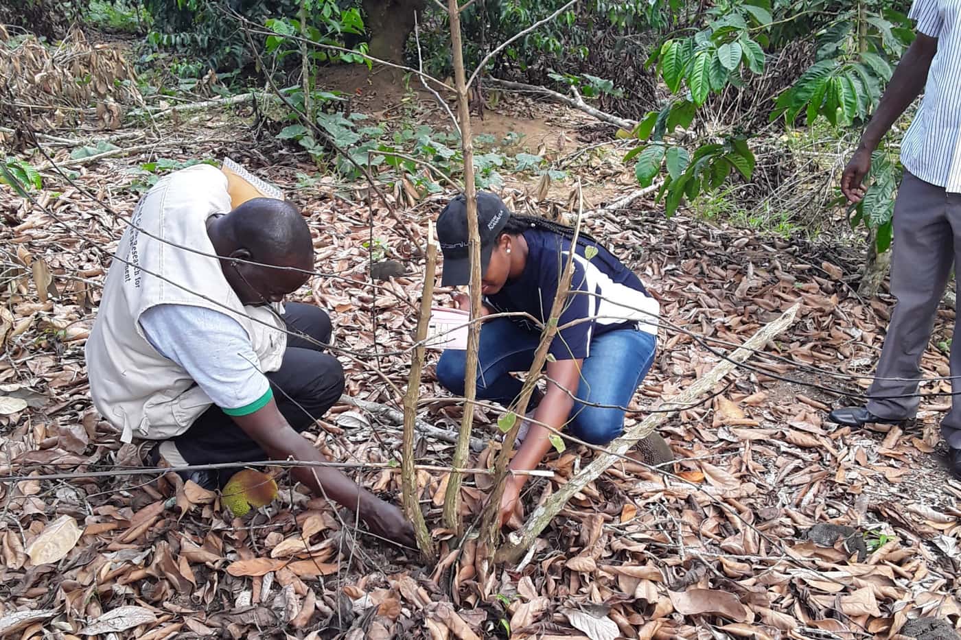 Crossing the Equator: A research visit to the National Coffee Research Institute (NaCORI) in Uganda