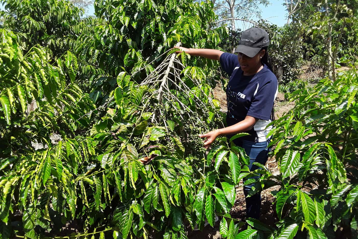 Crossing the Equator: A research visit to the National Coffee Research Institute (NaCORI) in Uganda
