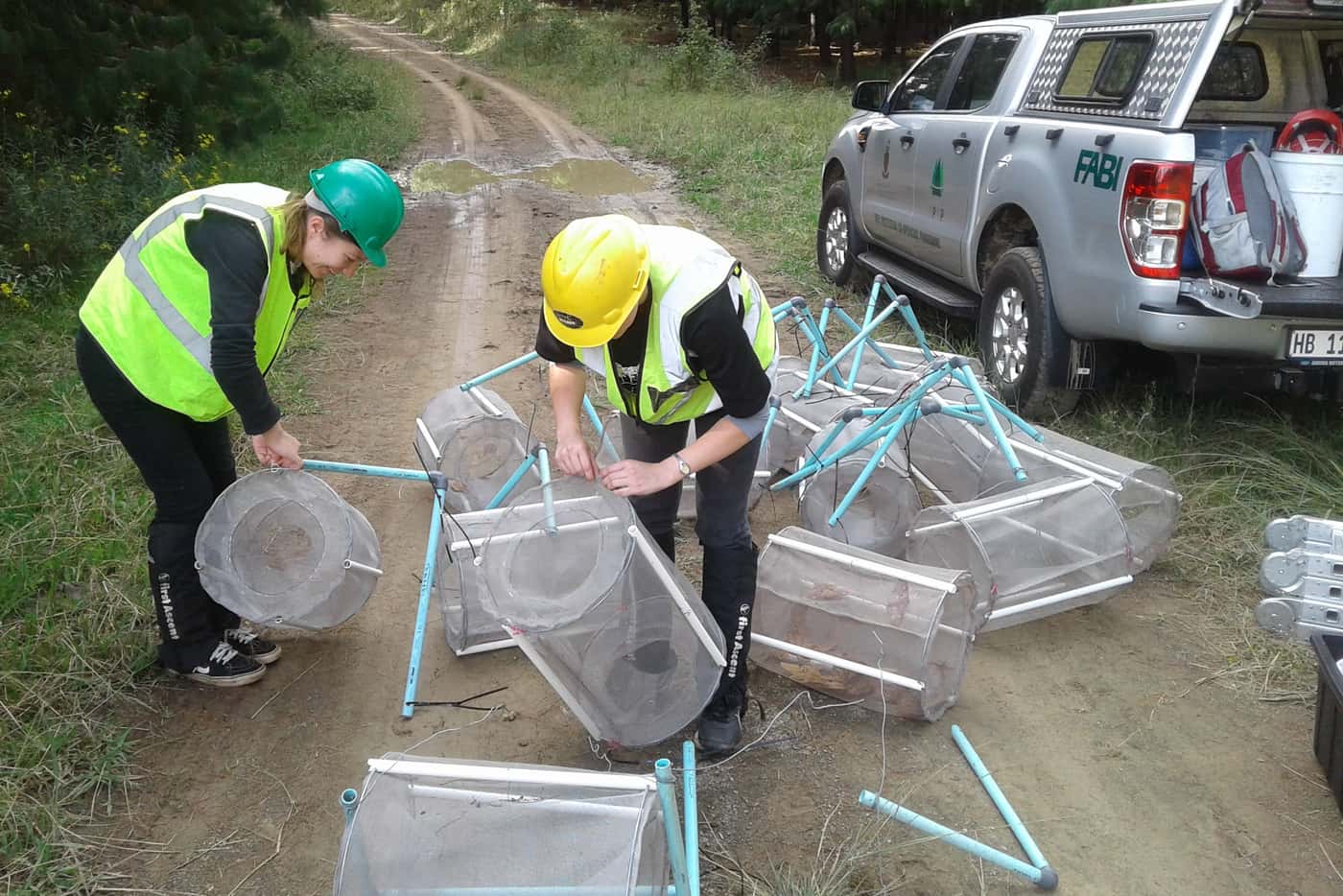 Exciting initial results towards the management of the pine emperor moth