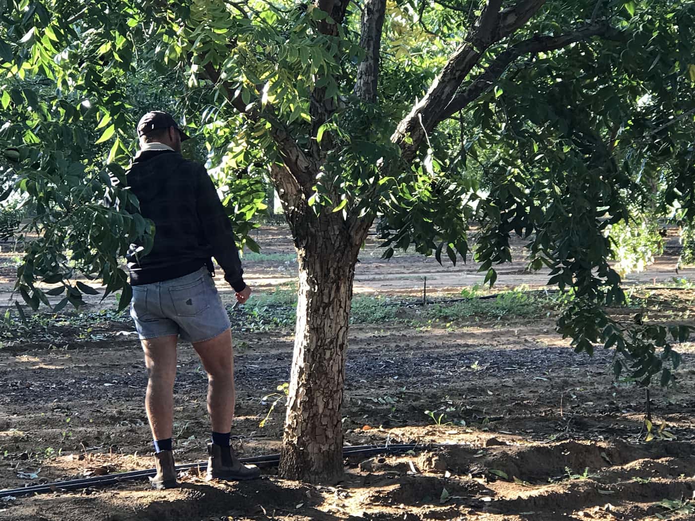 PSHB survey in Northern Cape Pecan orchards