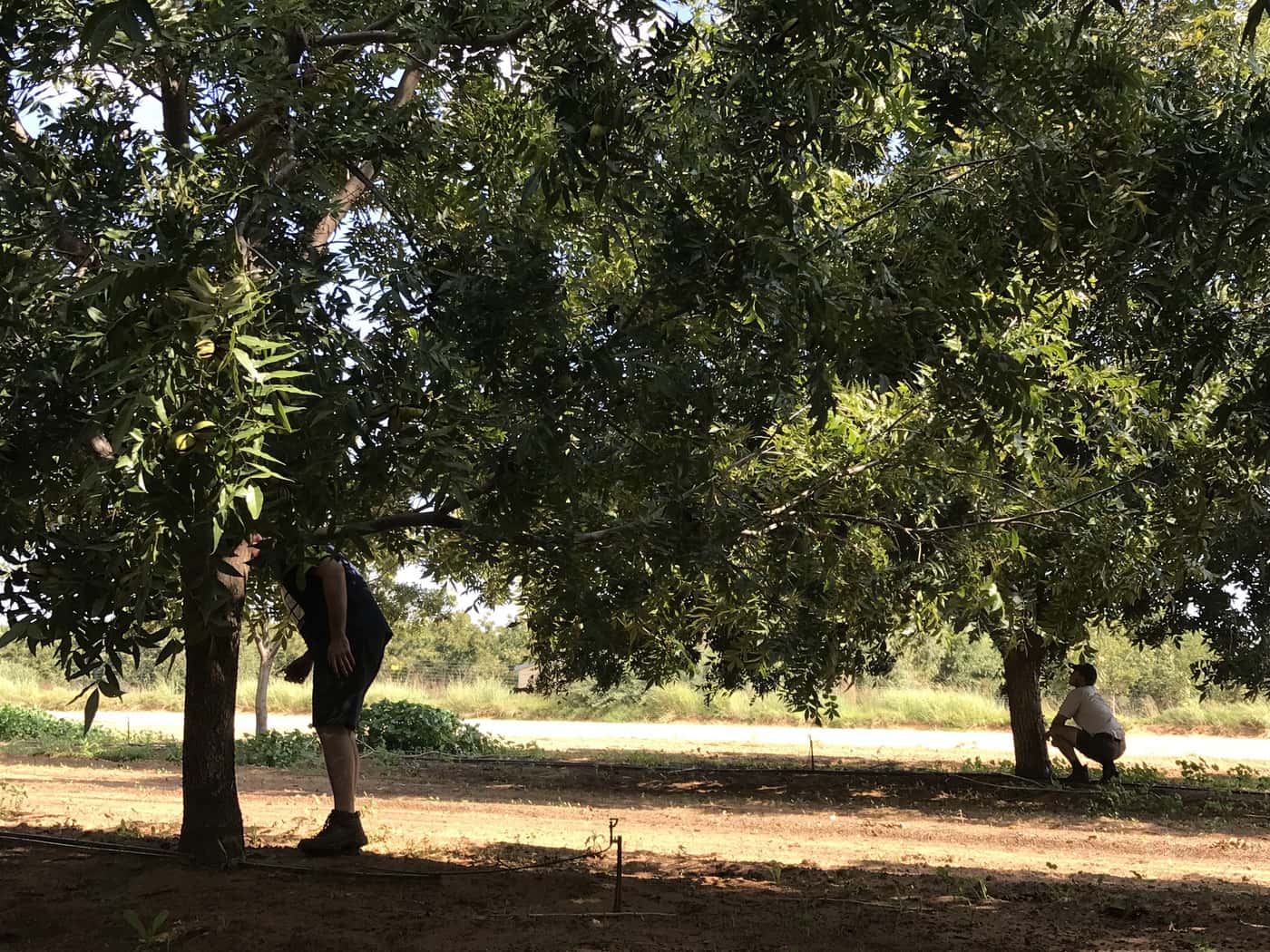 PSHB survey in Northern Cape Pecan orchards
