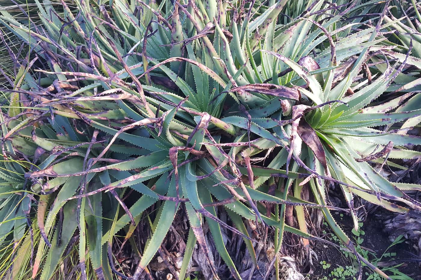 Monitoring plant health in botanic gardens and arboreta across South Africa