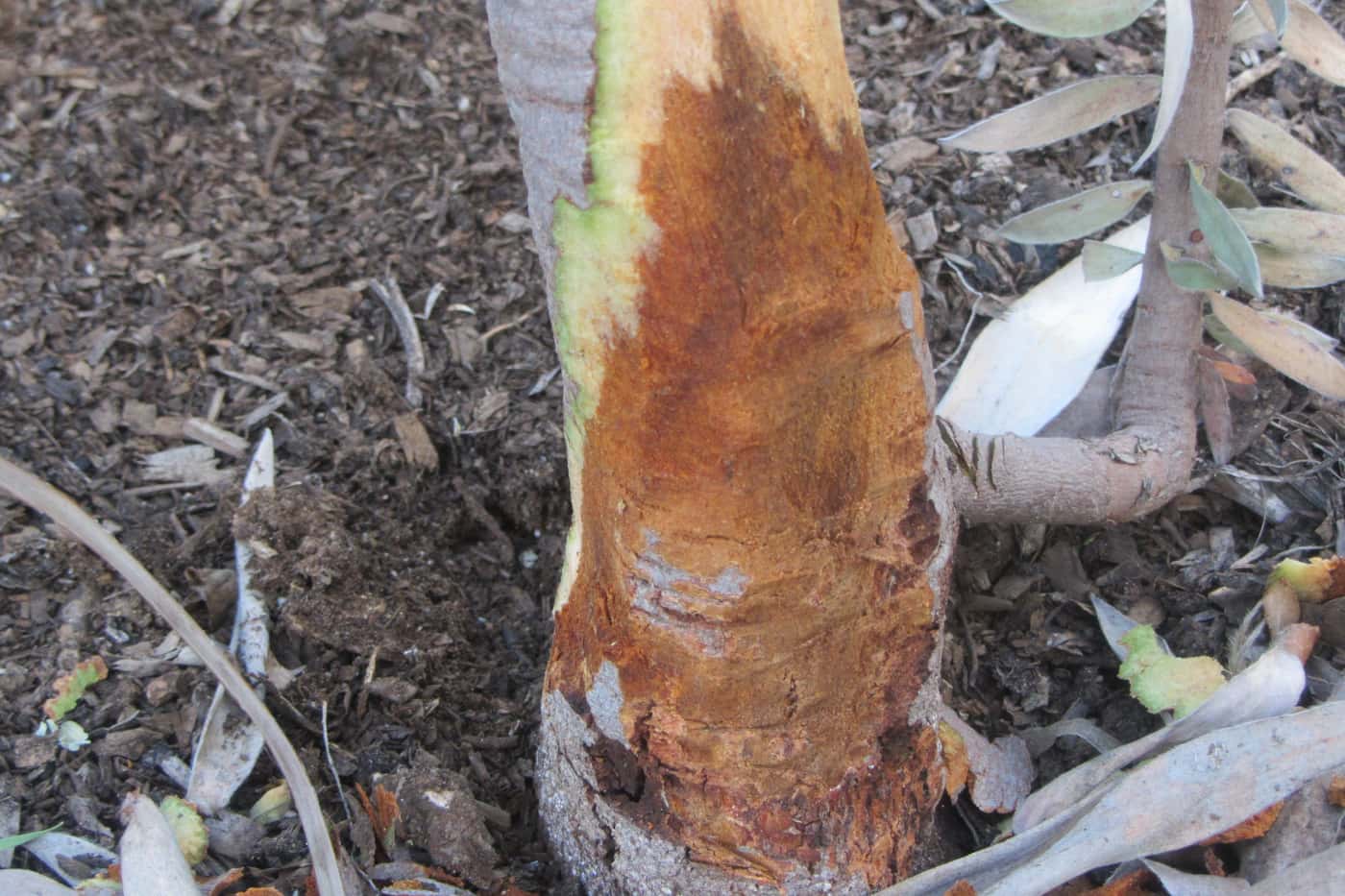 Monitoring plant health in botanic gardens and arboreta across South Africa