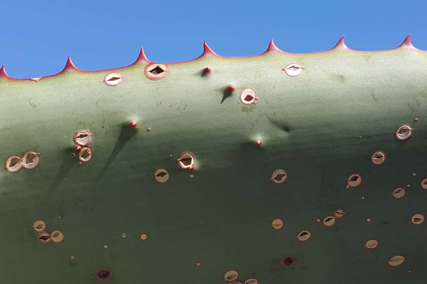 Monitoring plant health in botanic gardens and arboreta across South Africa