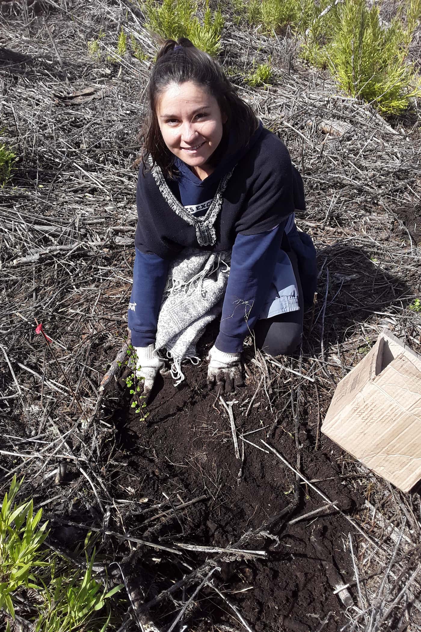 Tree planting to restore the native Patagonian forest