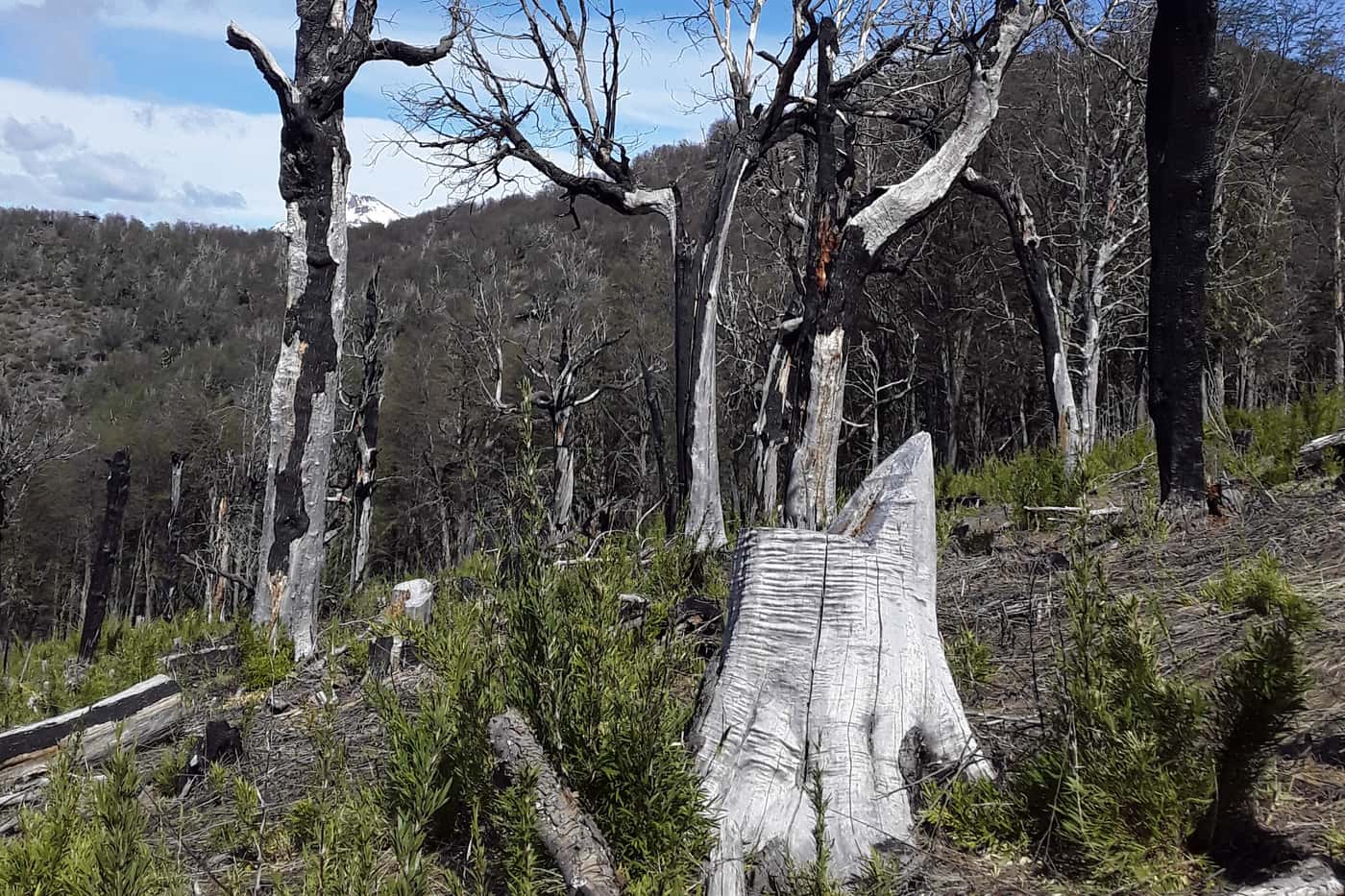 Tree planting to restore the native Patagonian forest