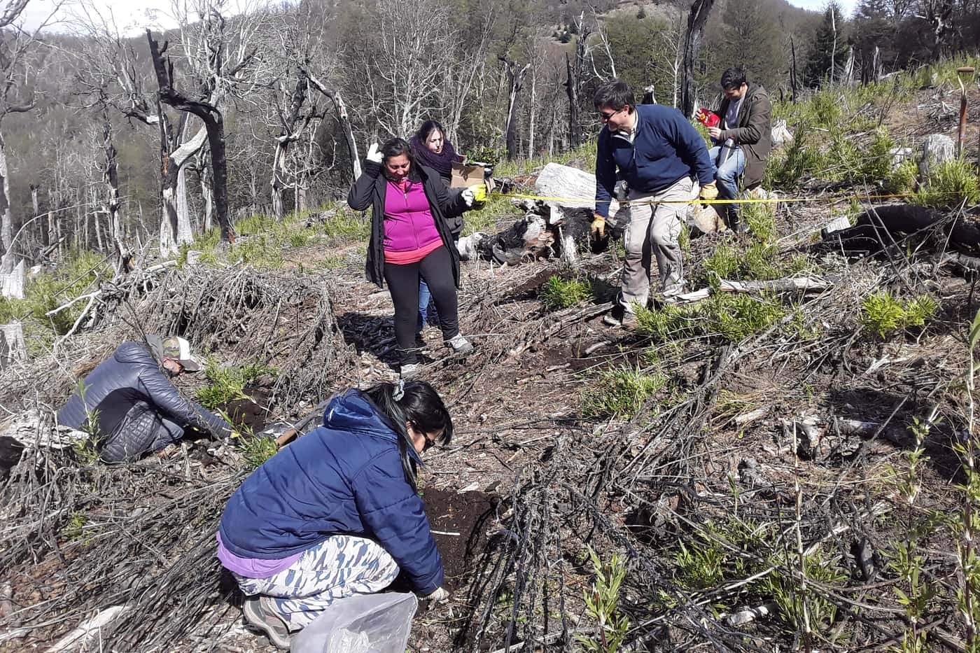 Tree planting to restore the native Patagonian forest