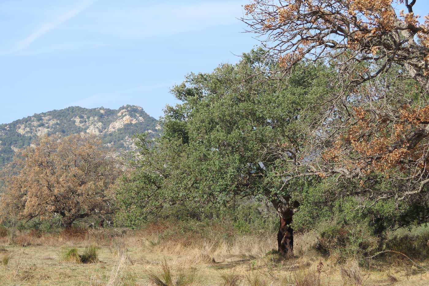 FABI postdoc attends IUFRO Phytophthora conference in Sardinia