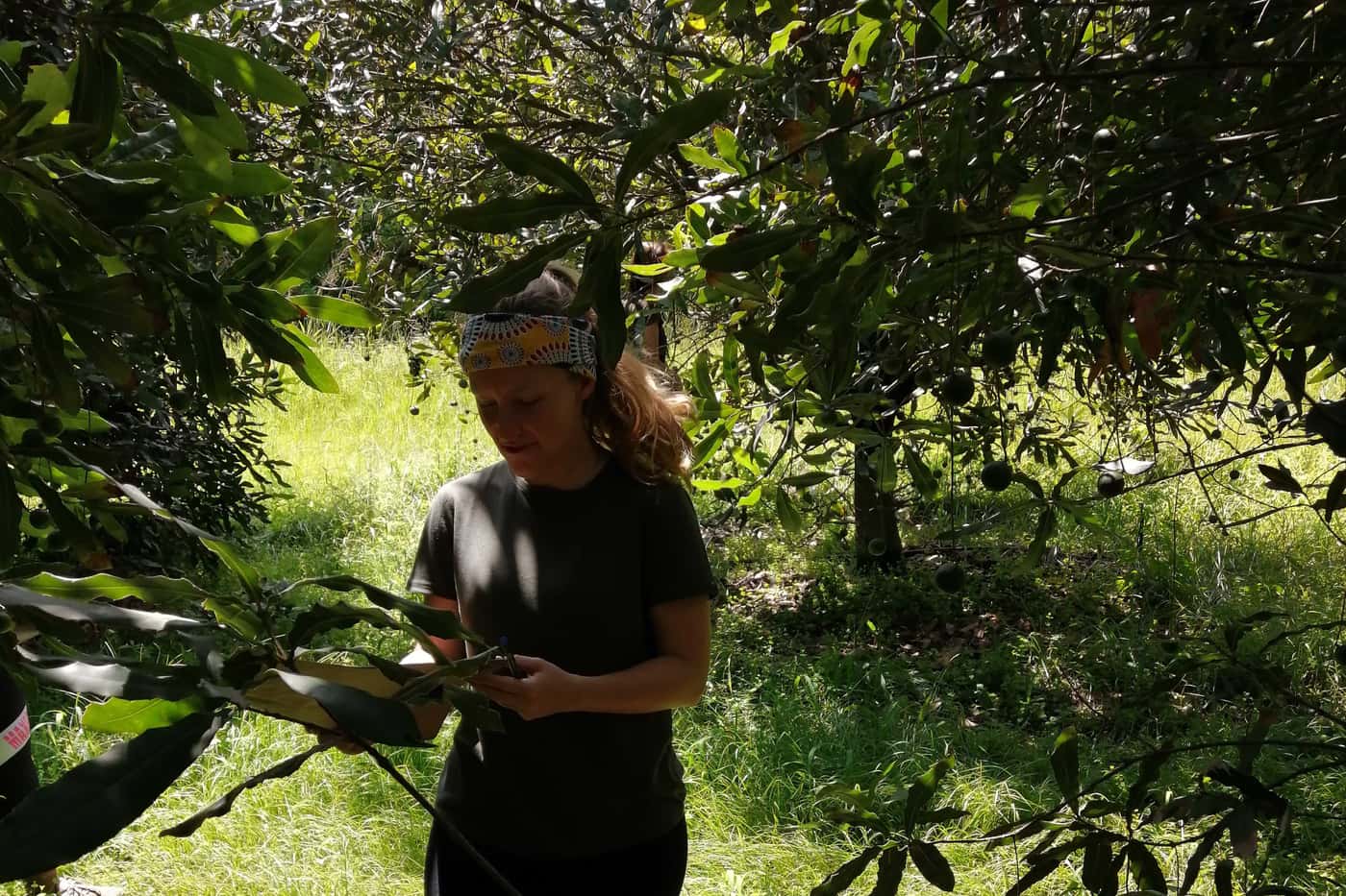 The Macadamia Protection Programme’s first survey for 2020