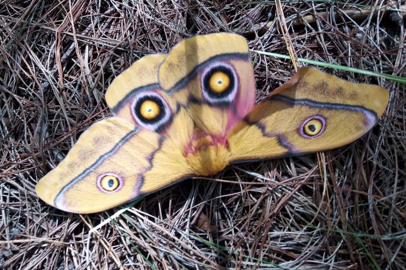 Moth pheromone trial in Underberg, KZN