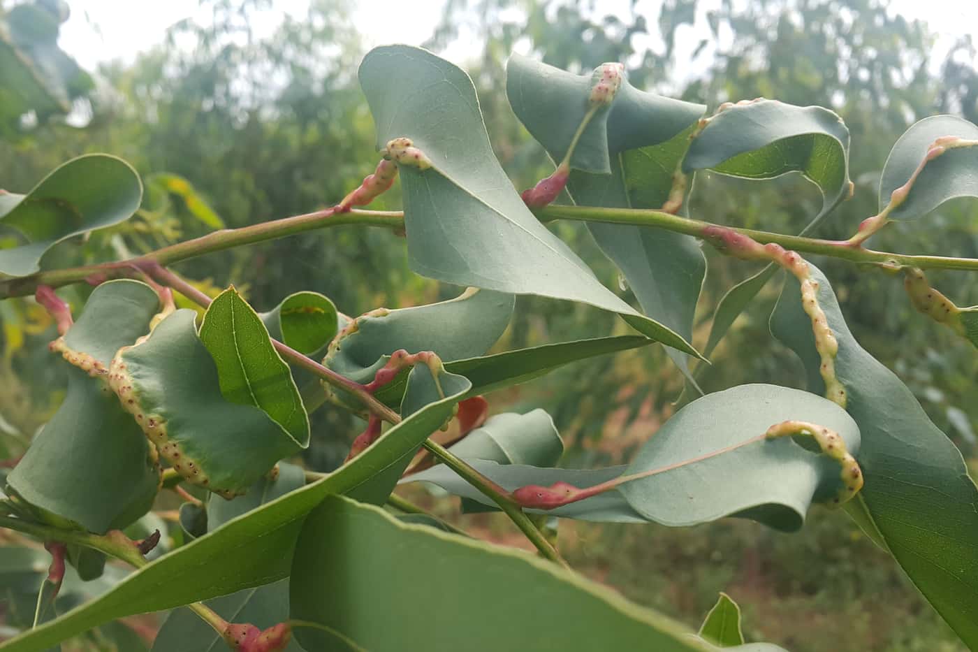 Collaborative effort reveals diversity and distribution of eucalypt insect pests across 14 African c