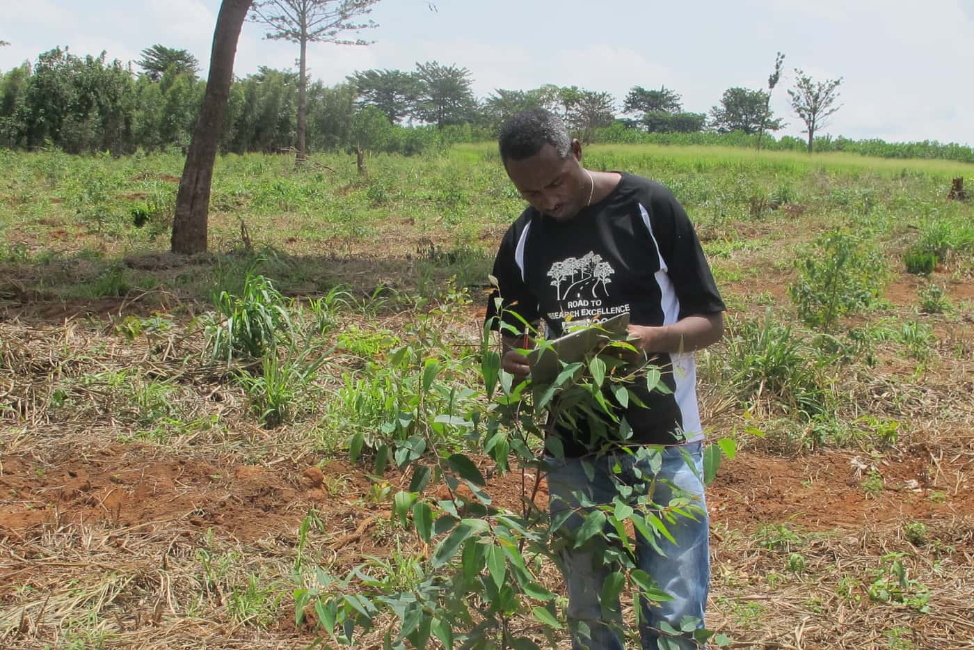Collaborative effort reveals diversity and distribution of eucalypt insect pests across 14 African countries