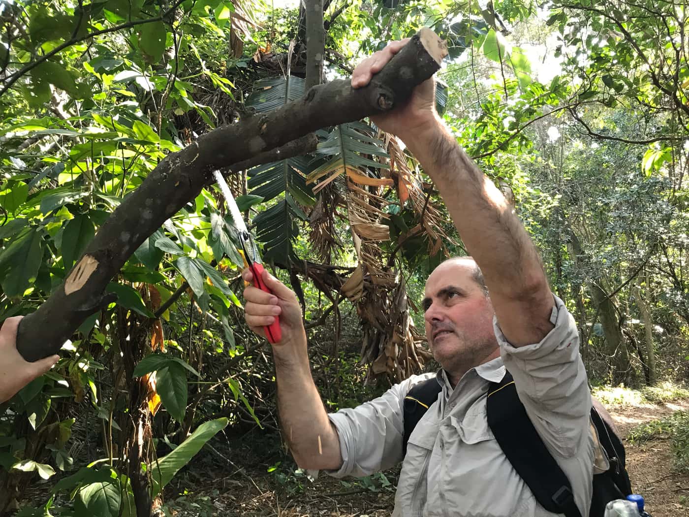 FABIans in the news: Two articles in Wood Southern Africa & Timber Times highlight the work done by the PSHB Research Ne