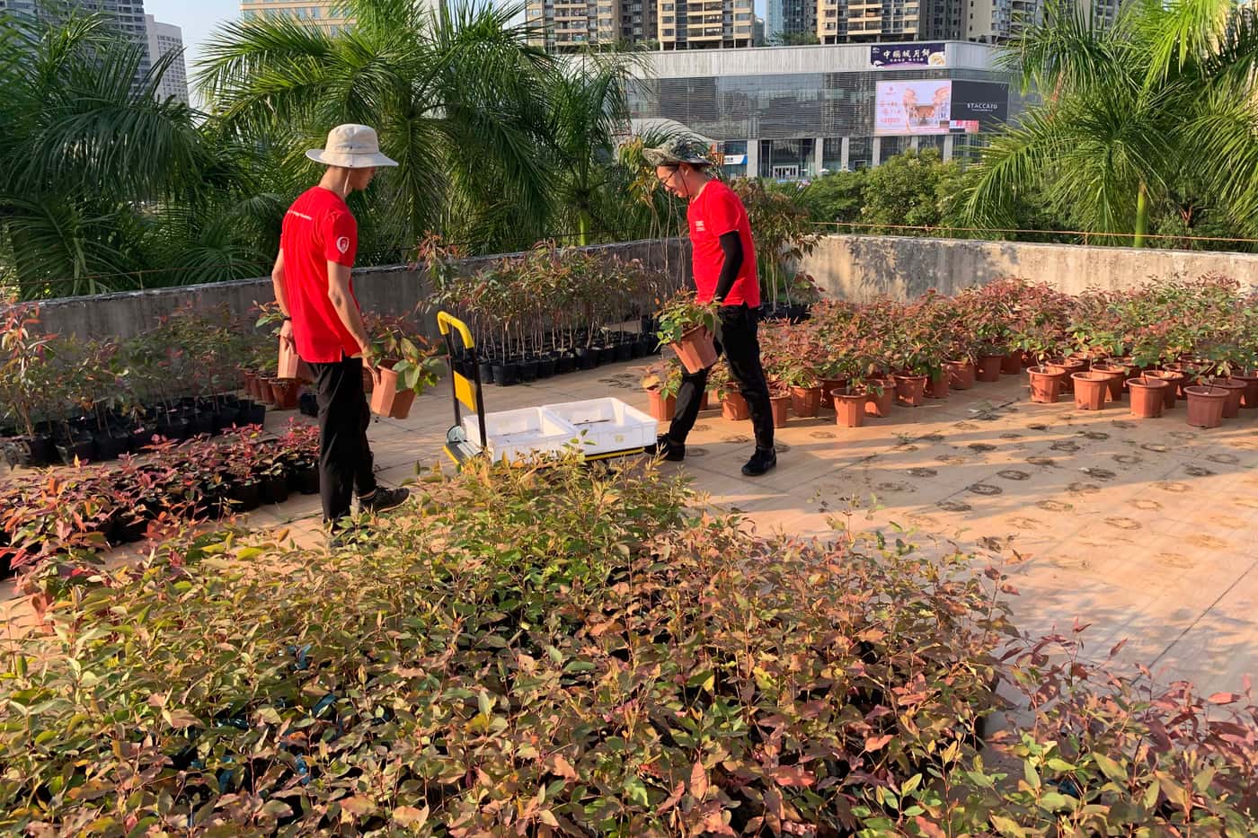 CERC-FABI Tree Protection Team plant trees for research