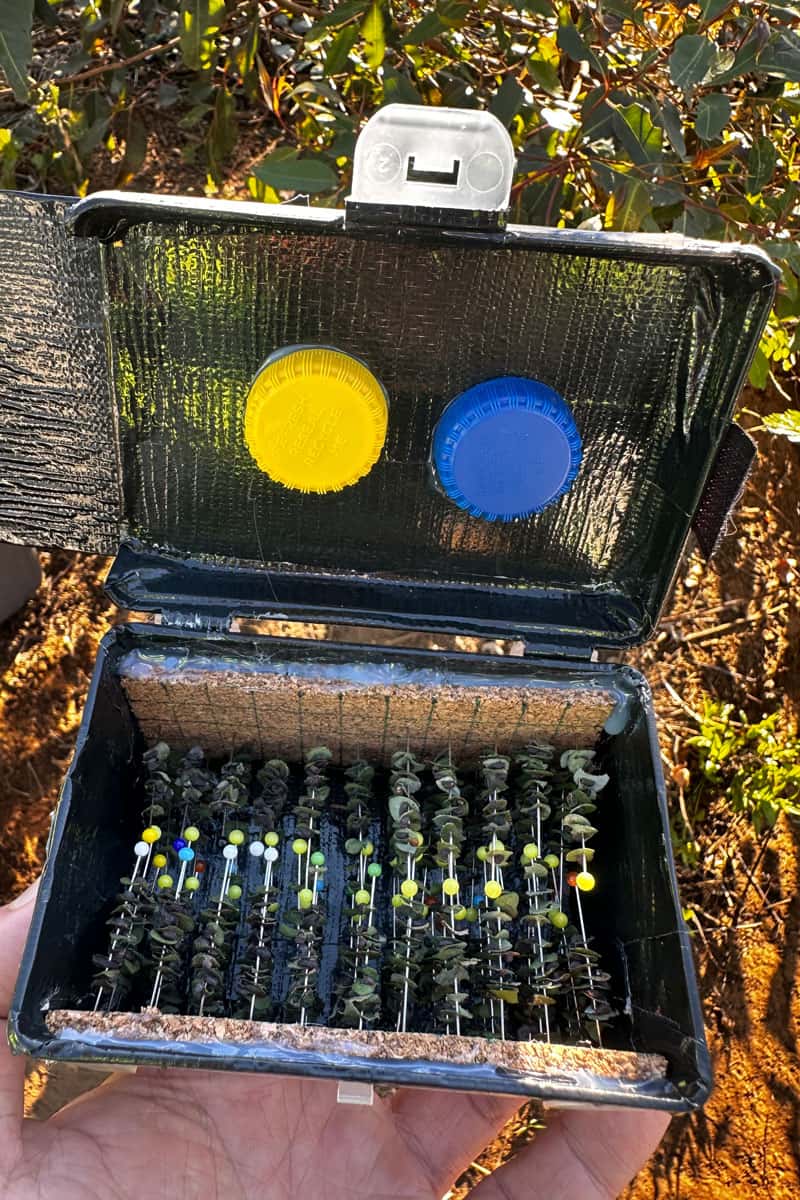 Augmentative releases of *A. nitens* were done to supplement the existing parasitoid population