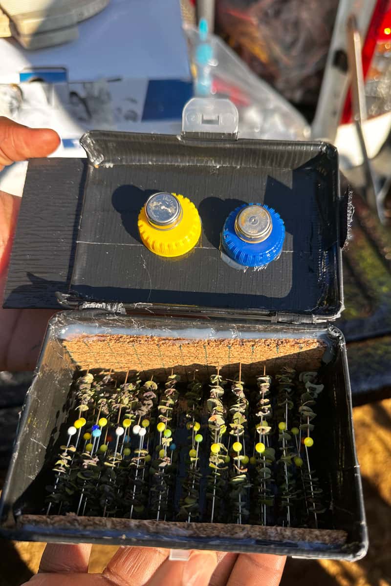 Augmentative releases of *A. nitens* were done to supplement the existing parasitoid population