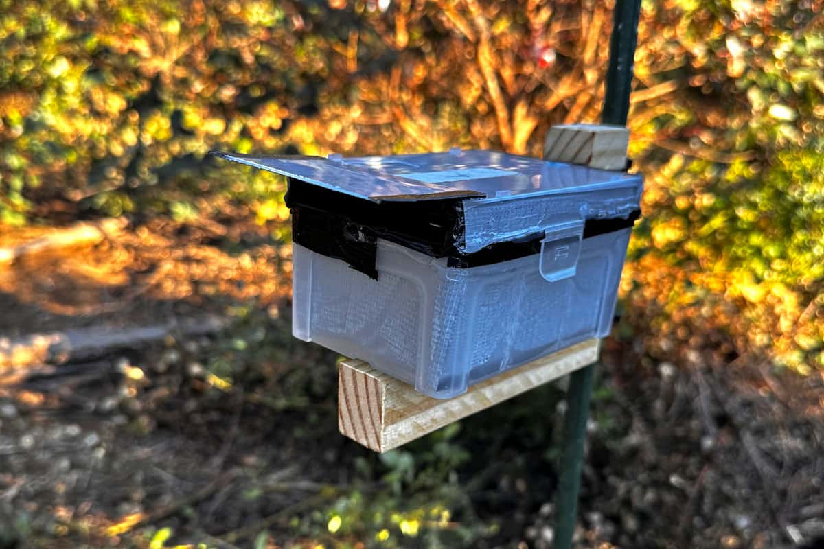 Augmentative releases of *A. nitens* were done to supplement the existing parasitoid population