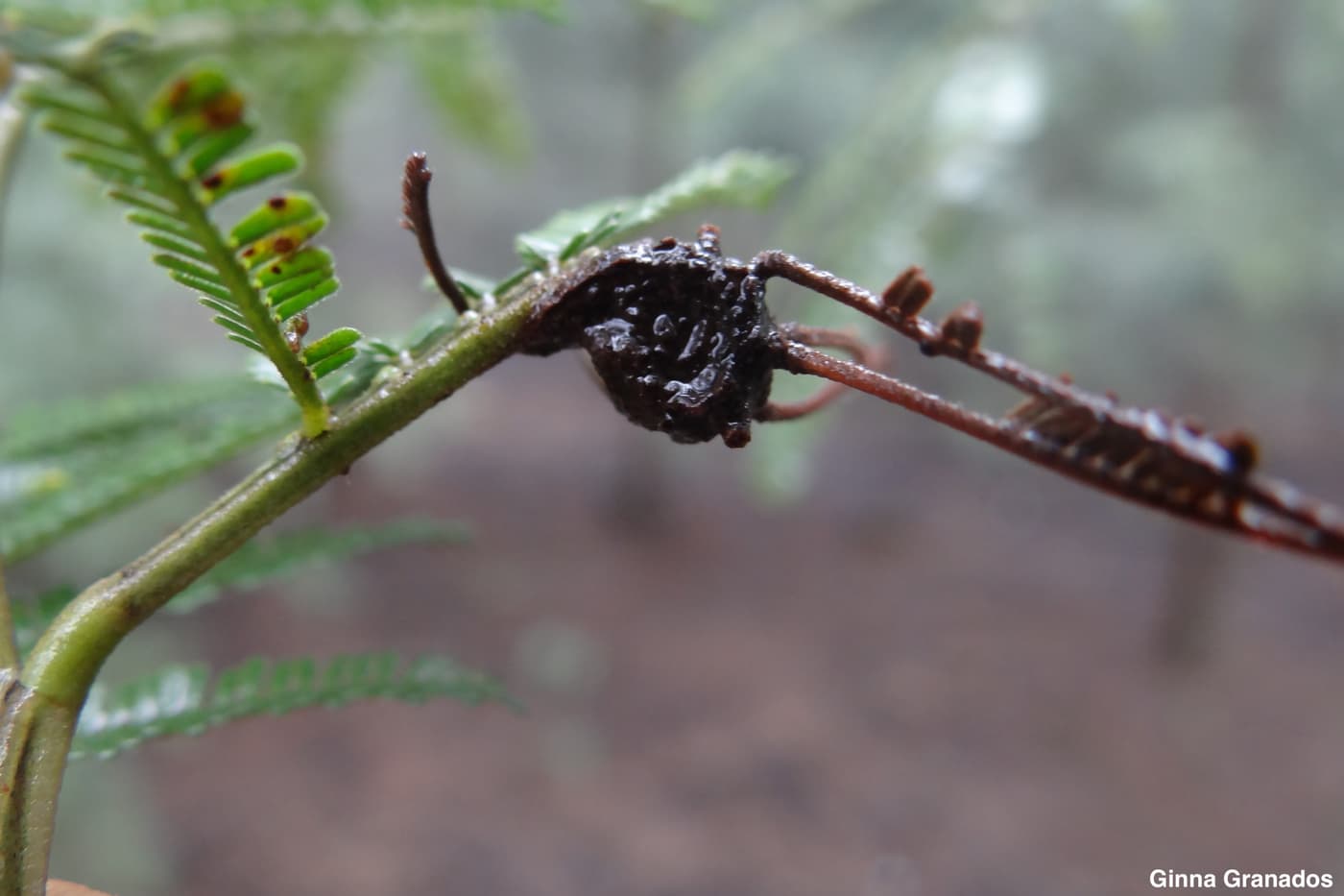 The rust Uromycladium acaciae on Acacia mearnsii