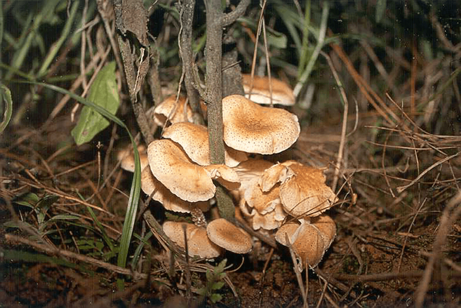 Armillaria fuscipes mushrooms