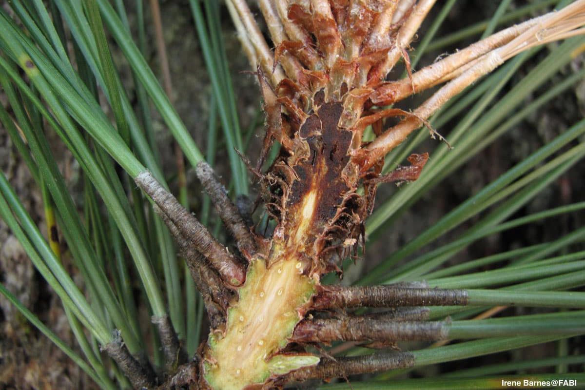 Internal discolouration on branch