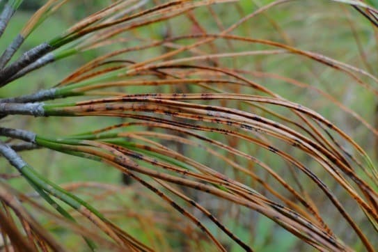 Dothistroma needle blight