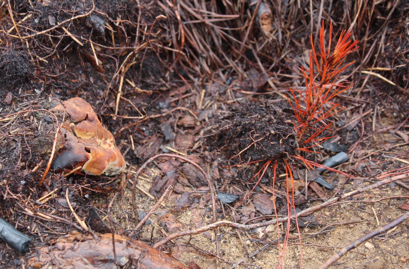 Pine fire fungus, Doughnut fungus / Rhizina undulata