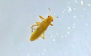 Essigella californica