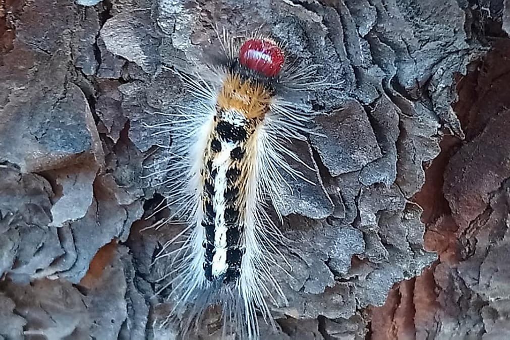Pine brown tail moth / Euproctis terminalis