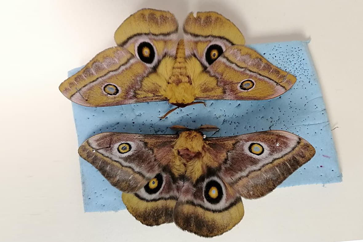 Pine emperor moth