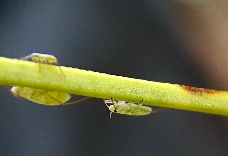 Green Pine Aphid / Eulachnus rileyi