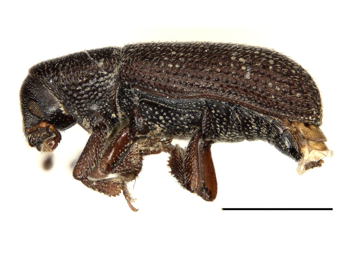 Lateral view of Hylastes angustatus adult (scale = 1mm)