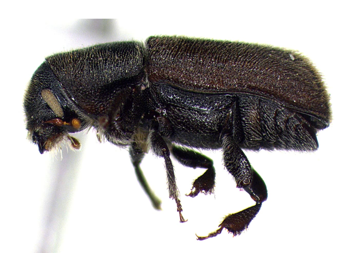 Lateral view of Hylurgus ligniperda female