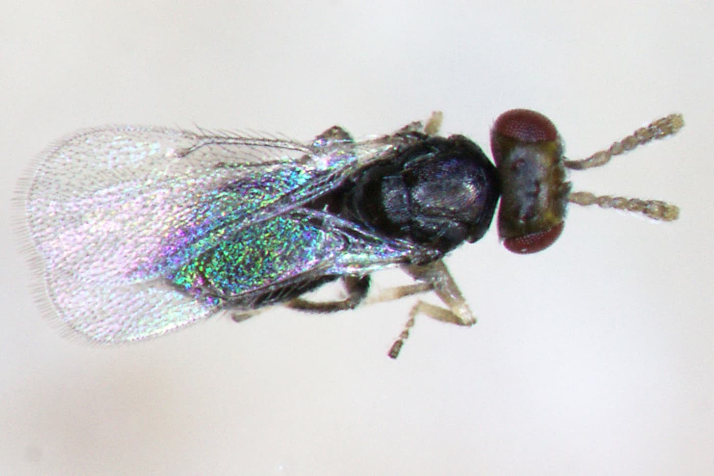Eucalyptus gall wasp / Ophelimus maskelli