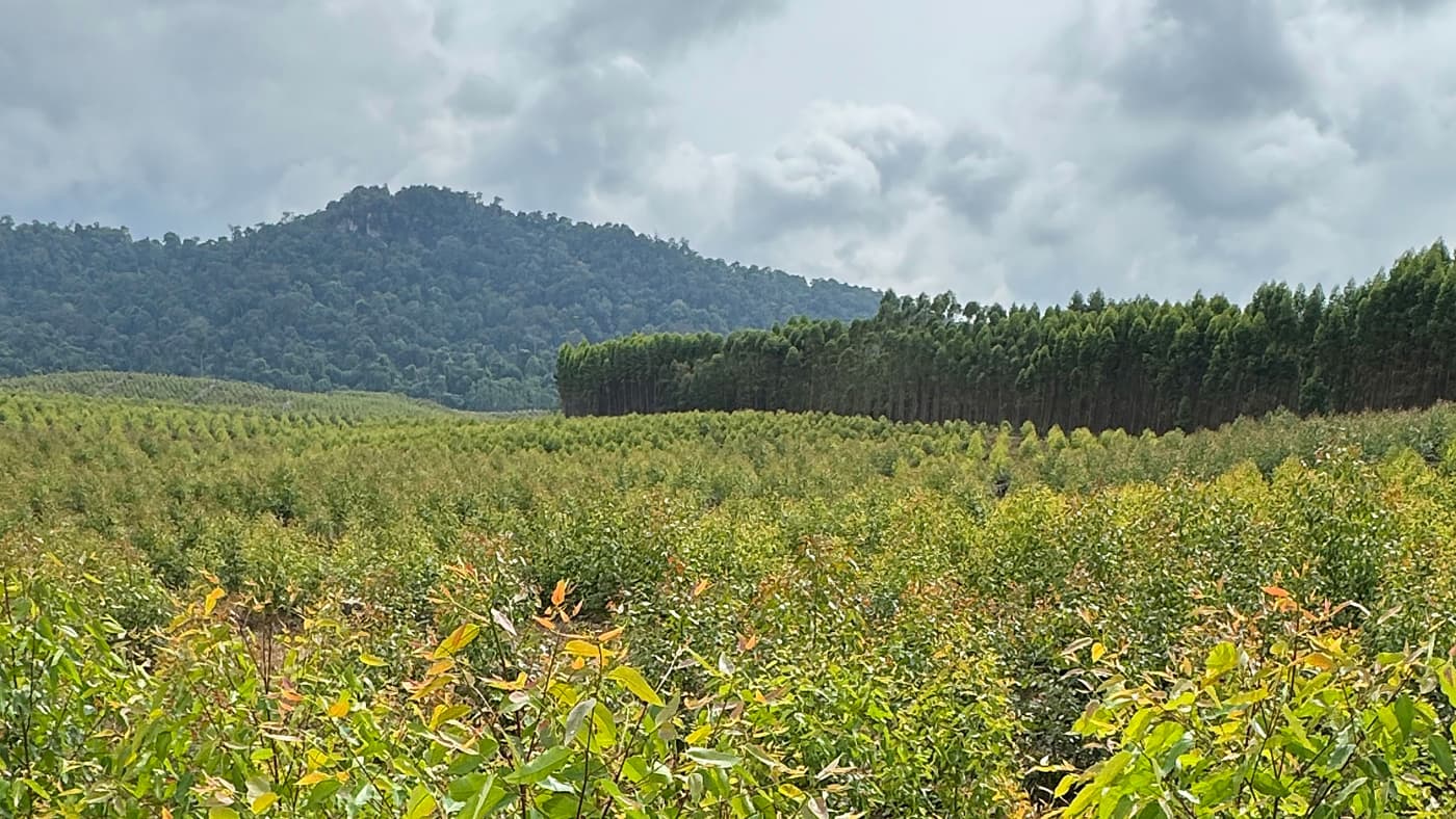 RGE plantation