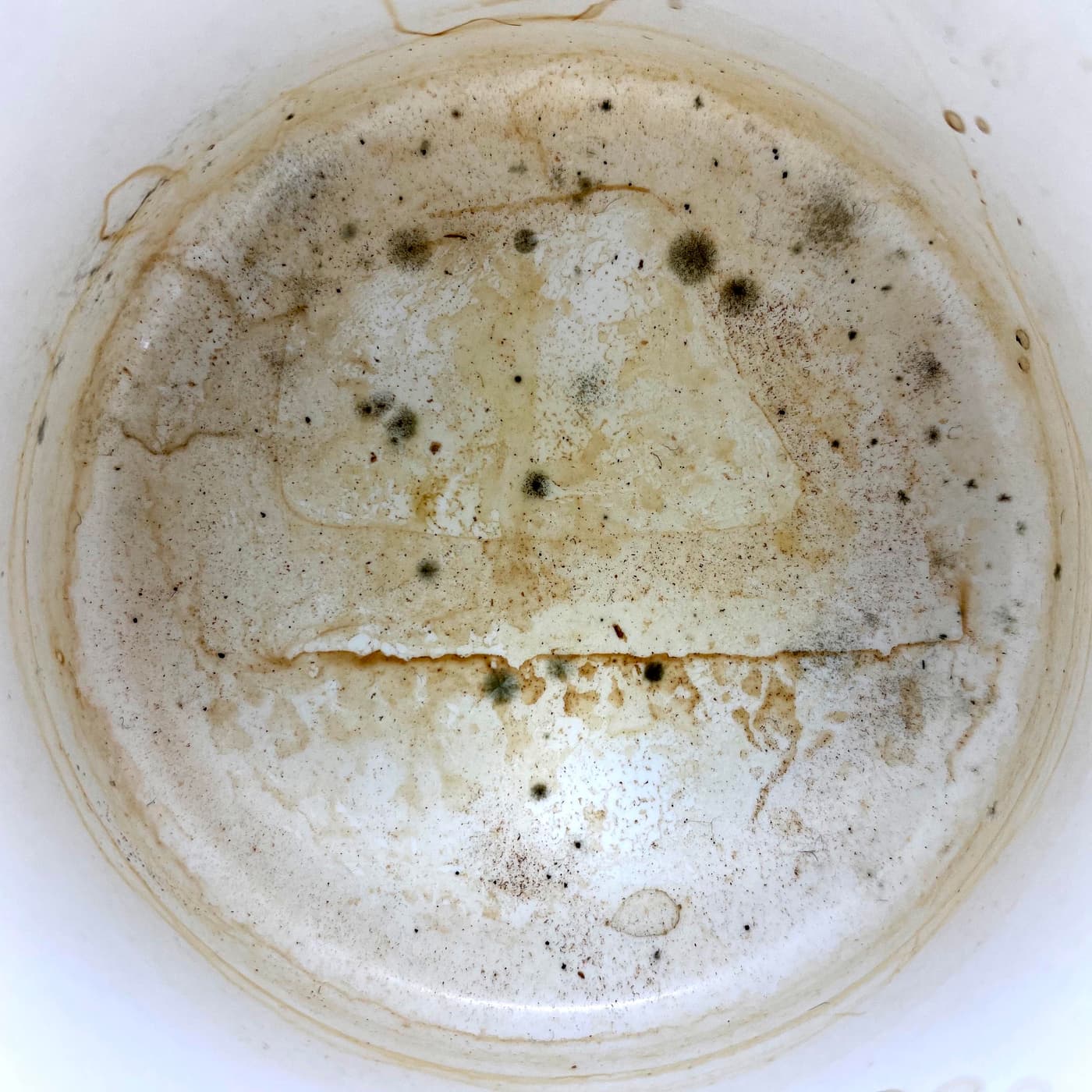 Fungi in FABI lockdown! Discovering unexpected and hidden mycological gems