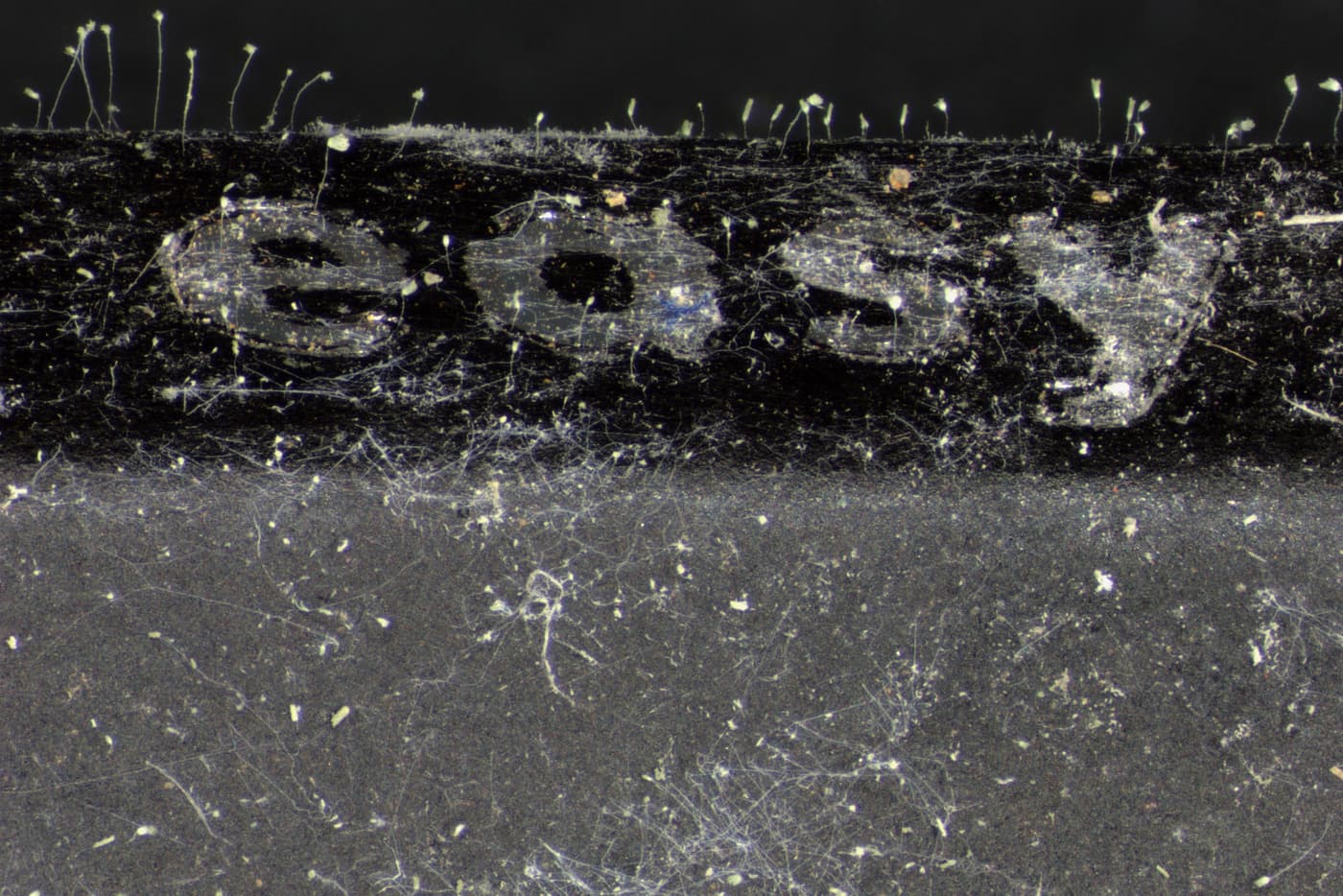 Fungi in FABI lockdown! Discovering unexpected and hidden mycological gems