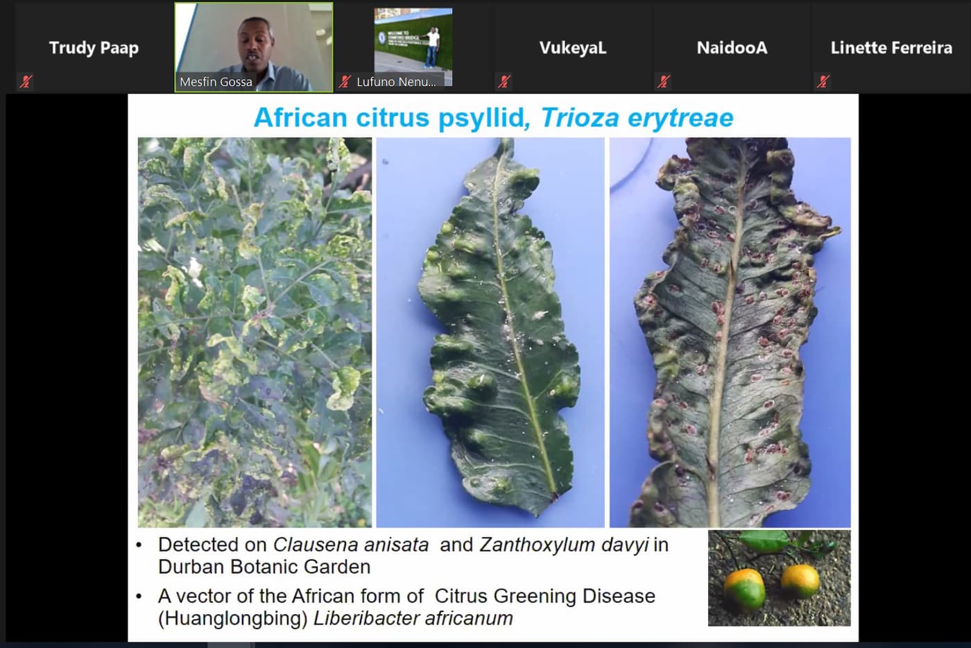 A webinar on Plant Health in Botanical Gardens amid the COVID-19 pandemic