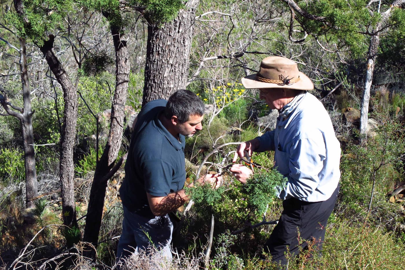 Sampling the iconic and declining cedars in the Cedarberg mountains