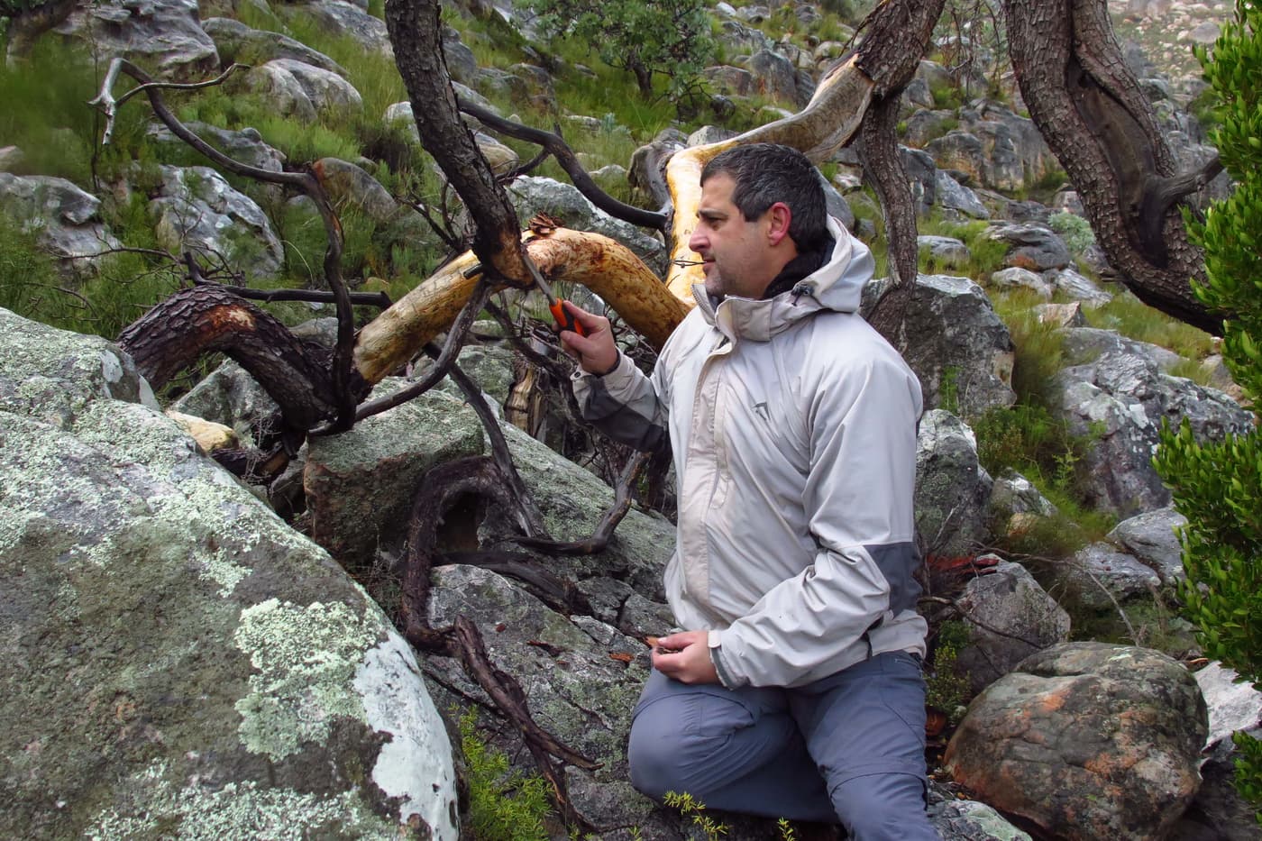 Sampling the iconic and declining cedars in the Cedarberg mountains