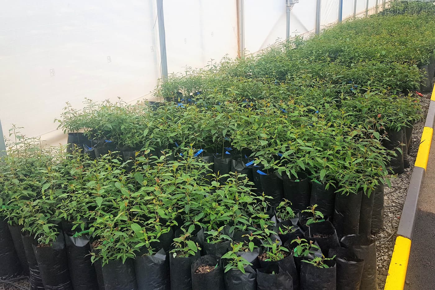 New publication explores genetic diversity hidden within natural populations of <i>Eucalyptus grandis</i>