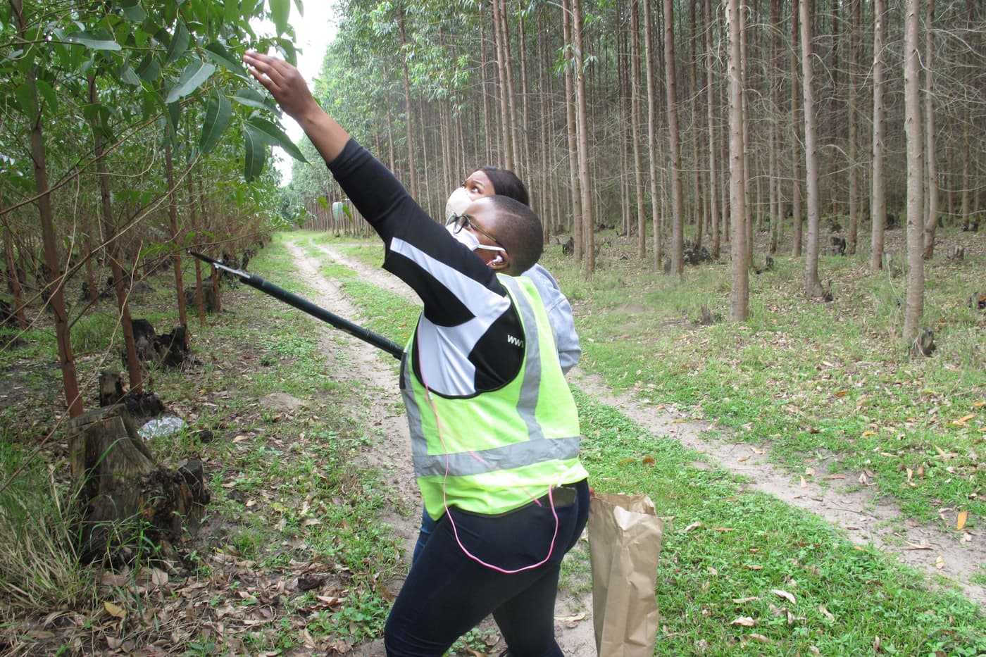 National monitoring of <i>Eucalyptus</i> pests and their biological control agents