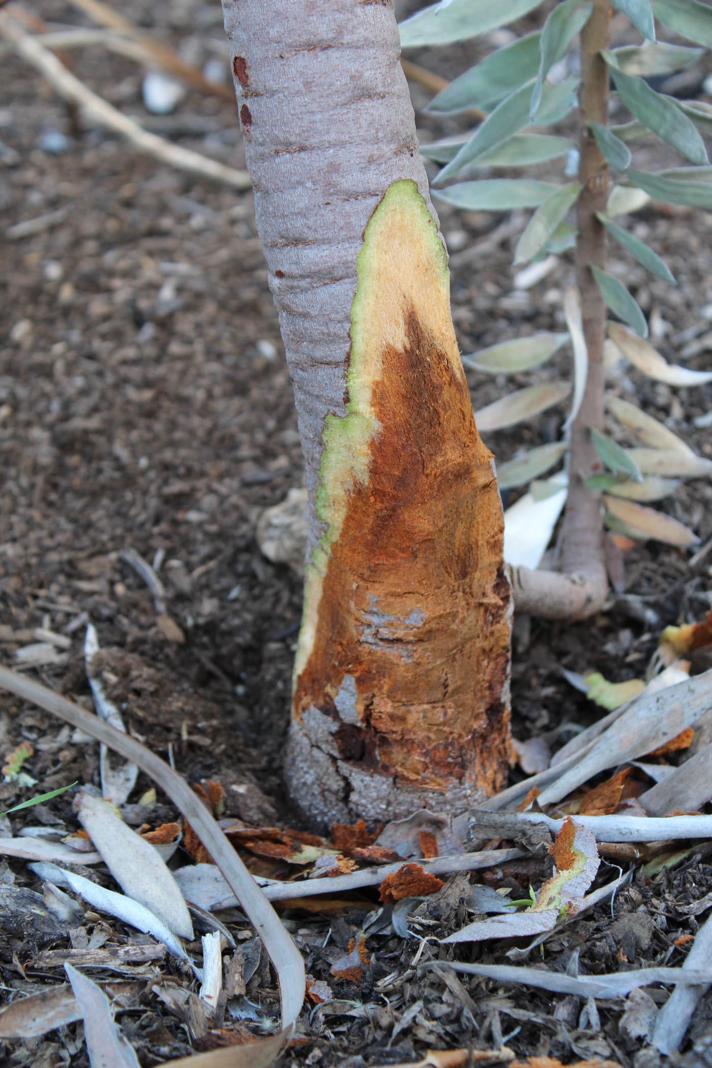 Treatment trials established to fight Phytophthora die-back in Kirstenbosch gardens