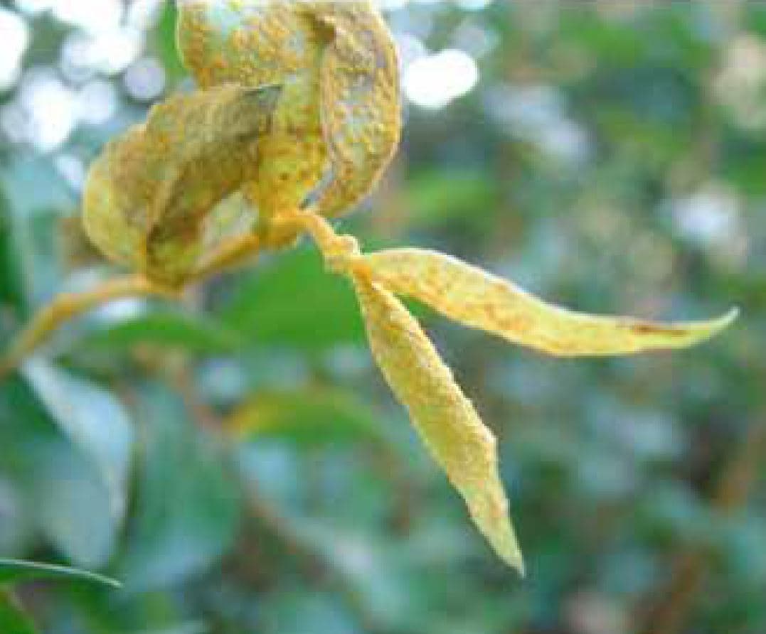 Myrtle Rust Pathogen now also in Limpopo