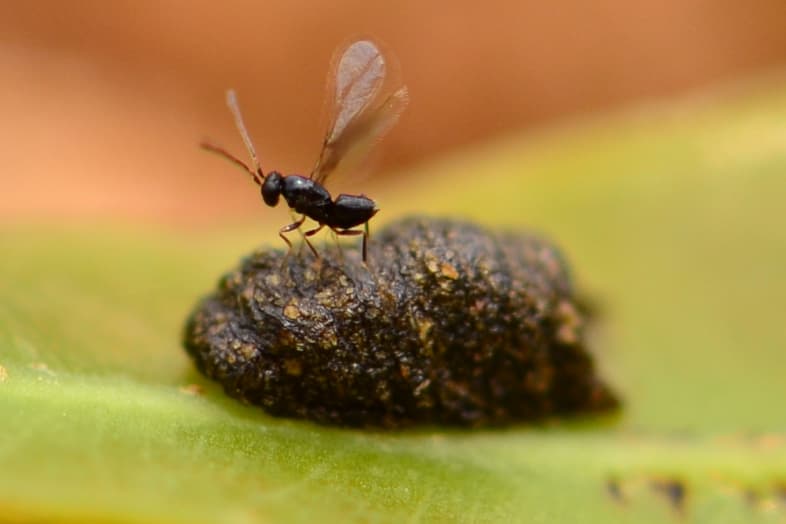 FABI biocontrol centre imports <i>Anaphes nitens</i> from Australia