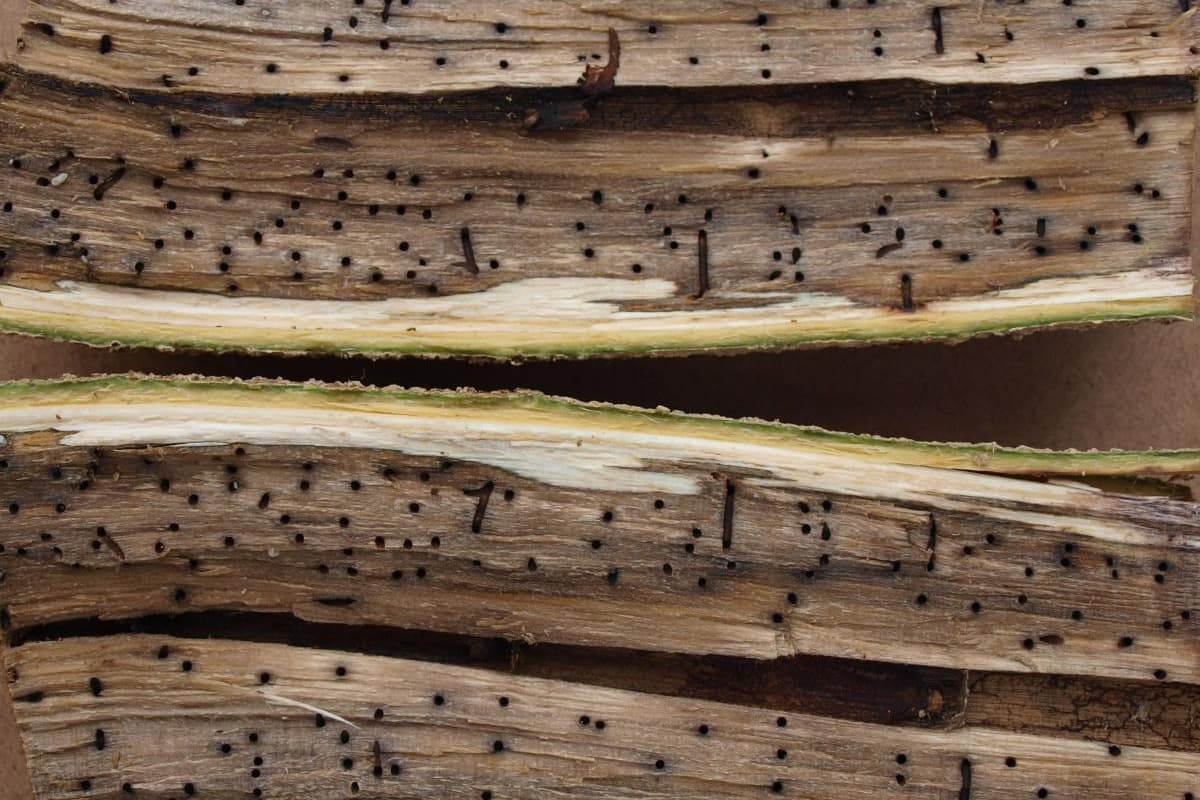 Polyphagous Shot Hole Borer online resource